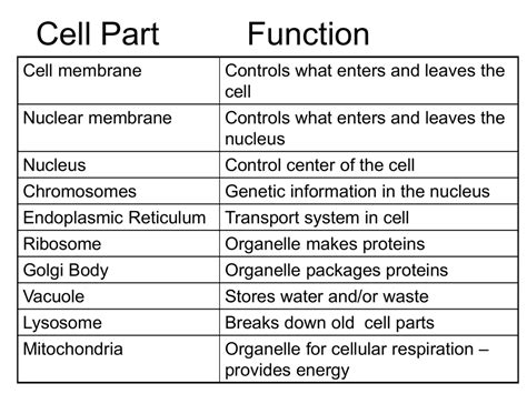 Animal Cell Model Parts And Functions - animal cell parts - Maybe you ...