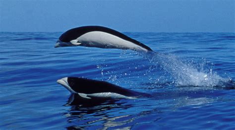 Southern right whale dolphin - Whale & Dolphin Conservation USA