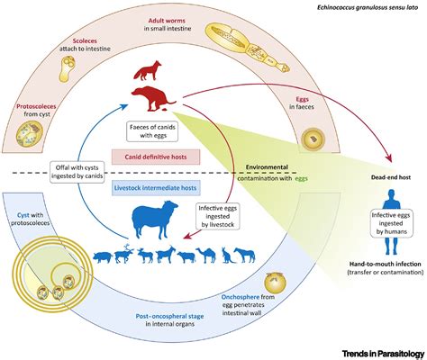 Echinococcus Life Cycle