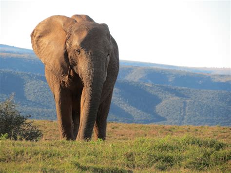 Addo Elephant Park, South Africa | Elephant park, Animals wild, Kruger national park