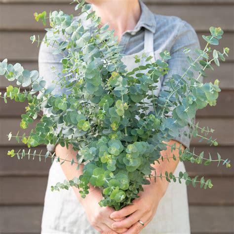 Baby Blue Bouquet - Eucalyptus Seed | Johnny's Selected Seeds