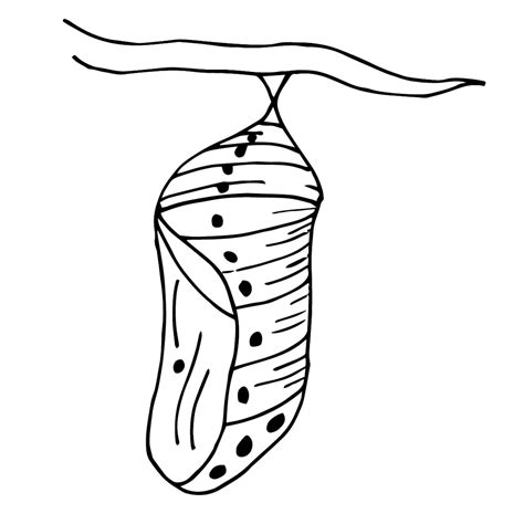 Pupa clipart - Clipground