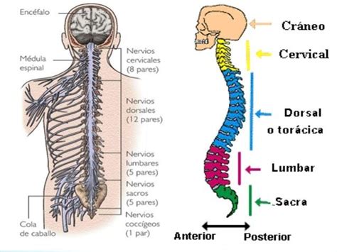 Humo canal Evolucionar nervios raquideos anatomia Pornografía Celda de ...