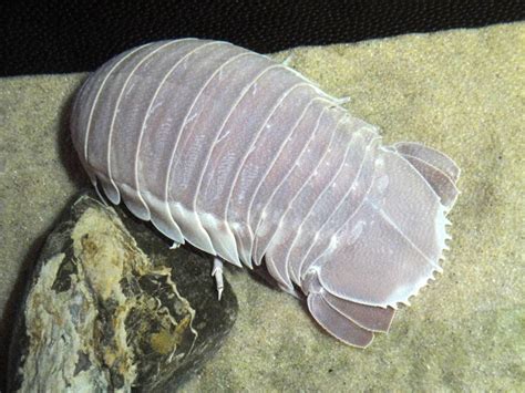 Giant Isopod - ZooChat