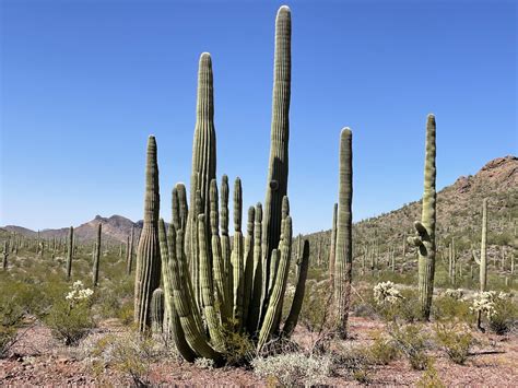 Organ Pipe Cactus National Monument - Utah's Adventure Family