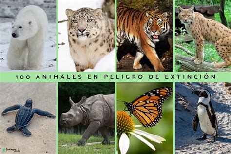 Animales En Peligro De Extincion En El Mundo