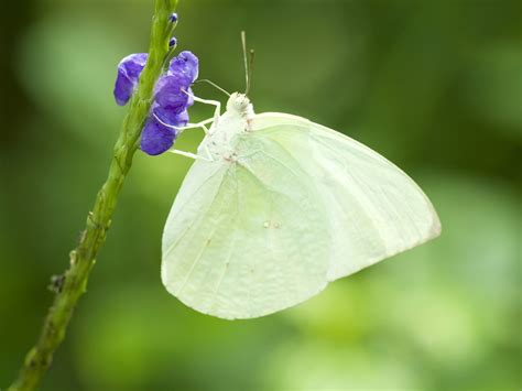 Very Funny All Wallpaper: White butterfly wallpaper