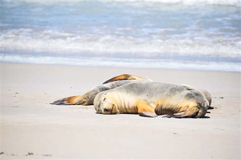 Visiting Seal Bay Conservation Park | Explore Shaw