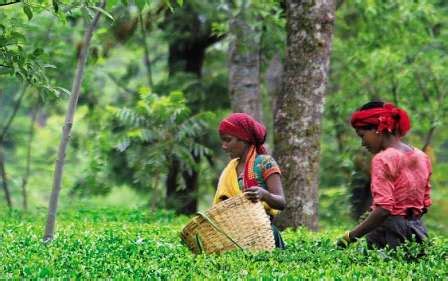 Kangra Tea - Himachal Pradesh General Studies HPAS