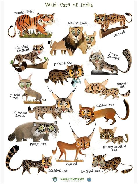 "Wild Cats of India" Poster for Sale by rohanchak | Wild cats, Cat ...