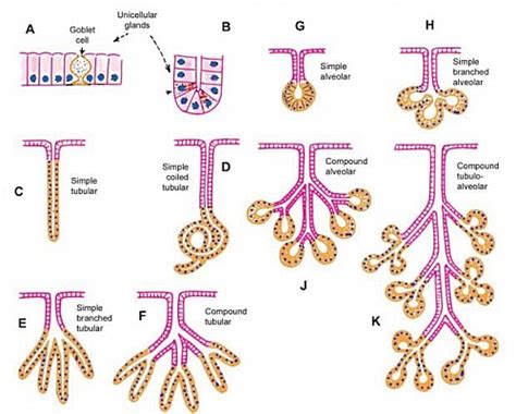 Types Of Glands