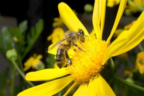 Worker Bee Working on Pollination Stock Image - Image of pollination ...