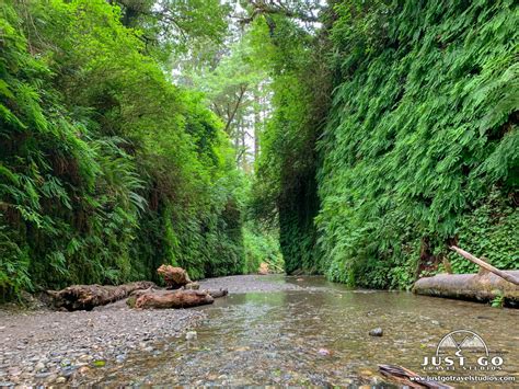 Fern Canyon Trail in Prarie Creek Redwoods State Park – Just Go Travel Studios