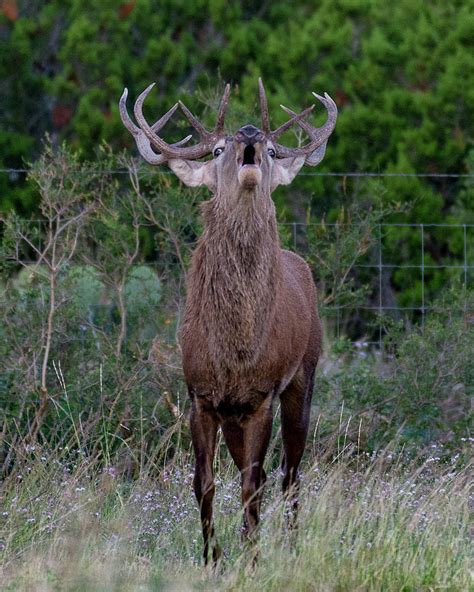 Red Stag Roaring - 002 Photograph by Randy Stinson - Fine Art America