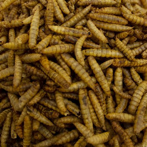 Calci Worms from £1.99 | GardenBird