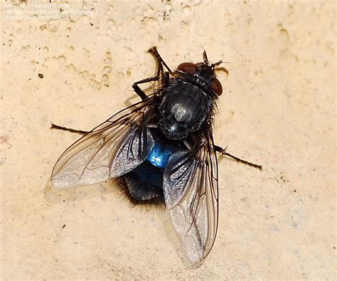 Bug Pictures: Blue Bottle Fly (Calliphora vicina) by wallaby1