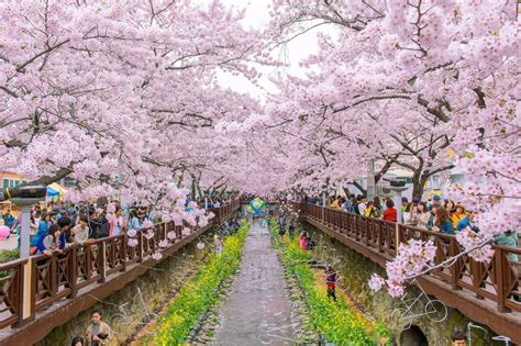 A Guide To South Korea's Cherry Blossom Festival - Travelling South Korea