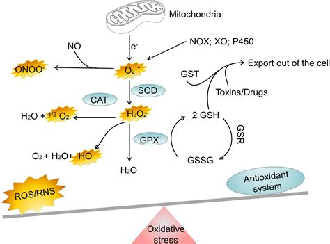 Frontiers | Signaling pathways of oxidative stress response: the potential therapeutic targets ...