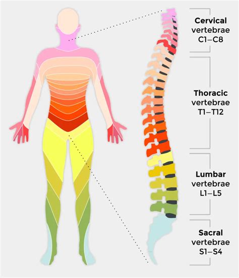 Spinal cord injury and how it affects people | Back Up