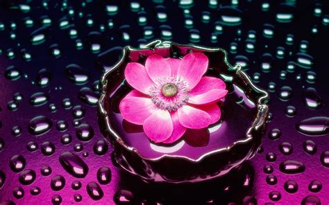 Pink flower in water and raindrops Wallpaper Download 5120x3200