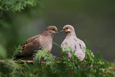 What Does A Dove Symbolism? 9 Meanings We See In The Bible | Think ...