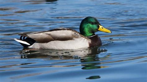 Image result for mallard | Mallard duck, Mallard, Pet ducks