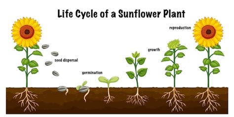 Imágenes de Ciclo Vida Planta - Descarga gratuita en Freepik