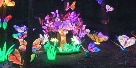 Ross Park Zoo’s “Illumination For Conservation” opening night