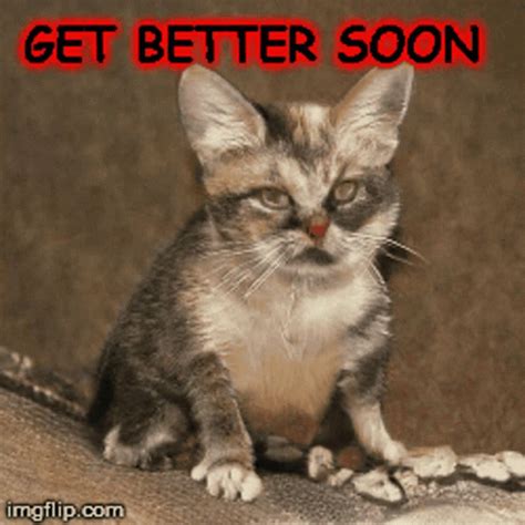 Get Well Soon Get Better GIF - GetWellSoon GetBetter Cat - Discover ...