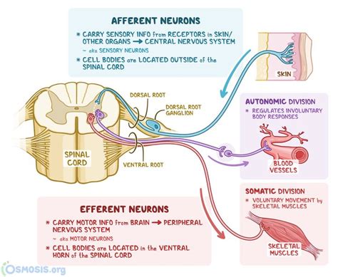 Afferent and efferent neurons refers to different types of neurons that ...