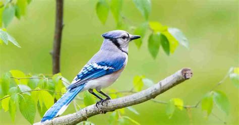 Blue Jay Behavior - AnimalBehaviorCorner