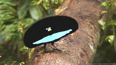 Superb bird of paradise - Alchetron, the free social encyclopedia