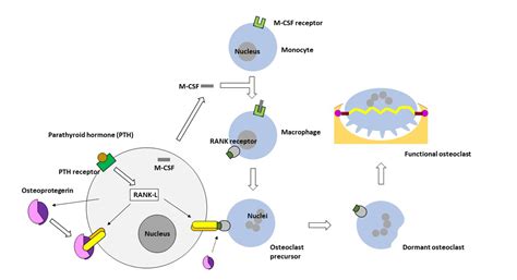 Osteoclasts and their role in musculoskeletal disease