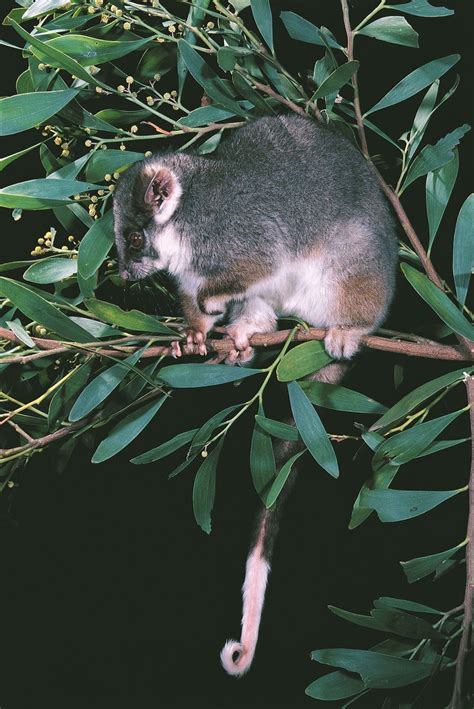 Eastern Ringtail Possum - The Australian Museum