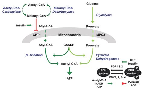 Antioxidants | Free Full-Text | Inhibition of Pyruvate Dehydrogenase in ...