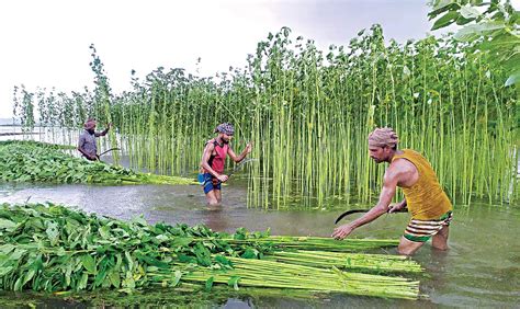 Jute harvesting progressing fast in Netrakona | Agriculture News