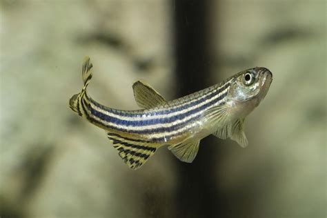 Danio Fish: Info, Care Guide, Types & Lifespan (With Pictures) | Hepper