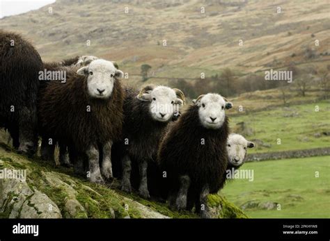 Domestic Sheep, Herdwick wether lambs, standing on rock, on hill farm ...