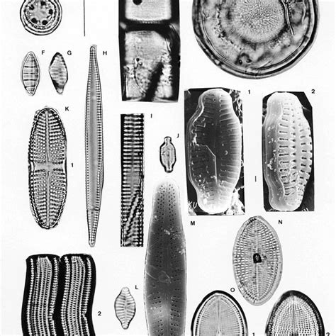 A, Cyclotella distinguenda; B, Cyclotella meneghiniana; C, Cyclotella... | Download Scientific ...