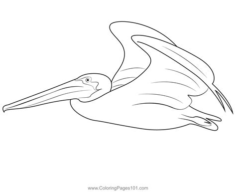 California Brown Pelican Fly Coloring Page for Kids - Free Pelicans ...