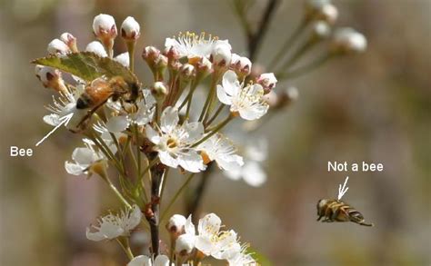 Bee mimic flies in wild cherry blossoms | The Backyard Arthropod Project