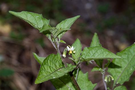 Solanum Nigrum Flower