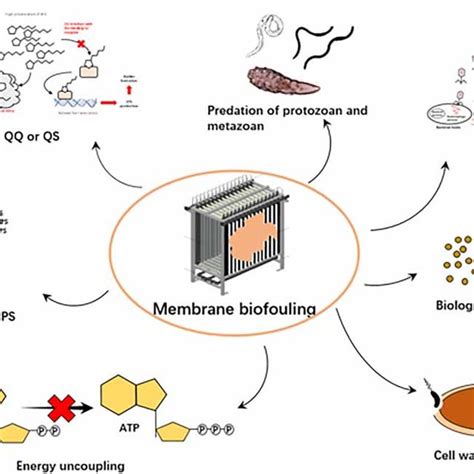 Factors affecting membrane fouling in membrane bioreactors (MBR). | Download Table