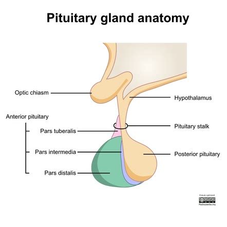 Anterior And Posterior Pituitary Gland Diagram