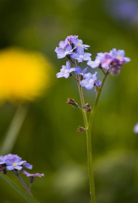 Forget-me-not Flowers Free Stock Photo - Public Domain Pictures