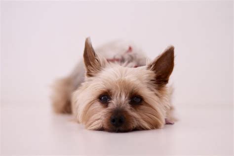 Best Dog Food for Yorkies with Allergies 2022 (With Reviews!)