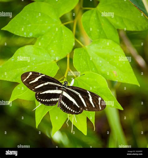 Desert Botanical Garden - Butterfly Pavilion - Zebra Longwing Stock Photo - Alamy