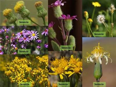 Factsheet -Asteraceae