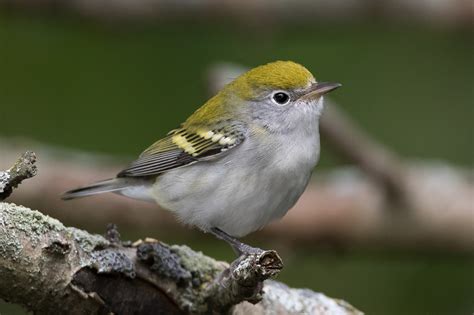 Chestnut-sided Warbler (1st fall) – Jeremy Meyer Photography