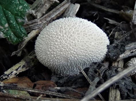 Common Puffball